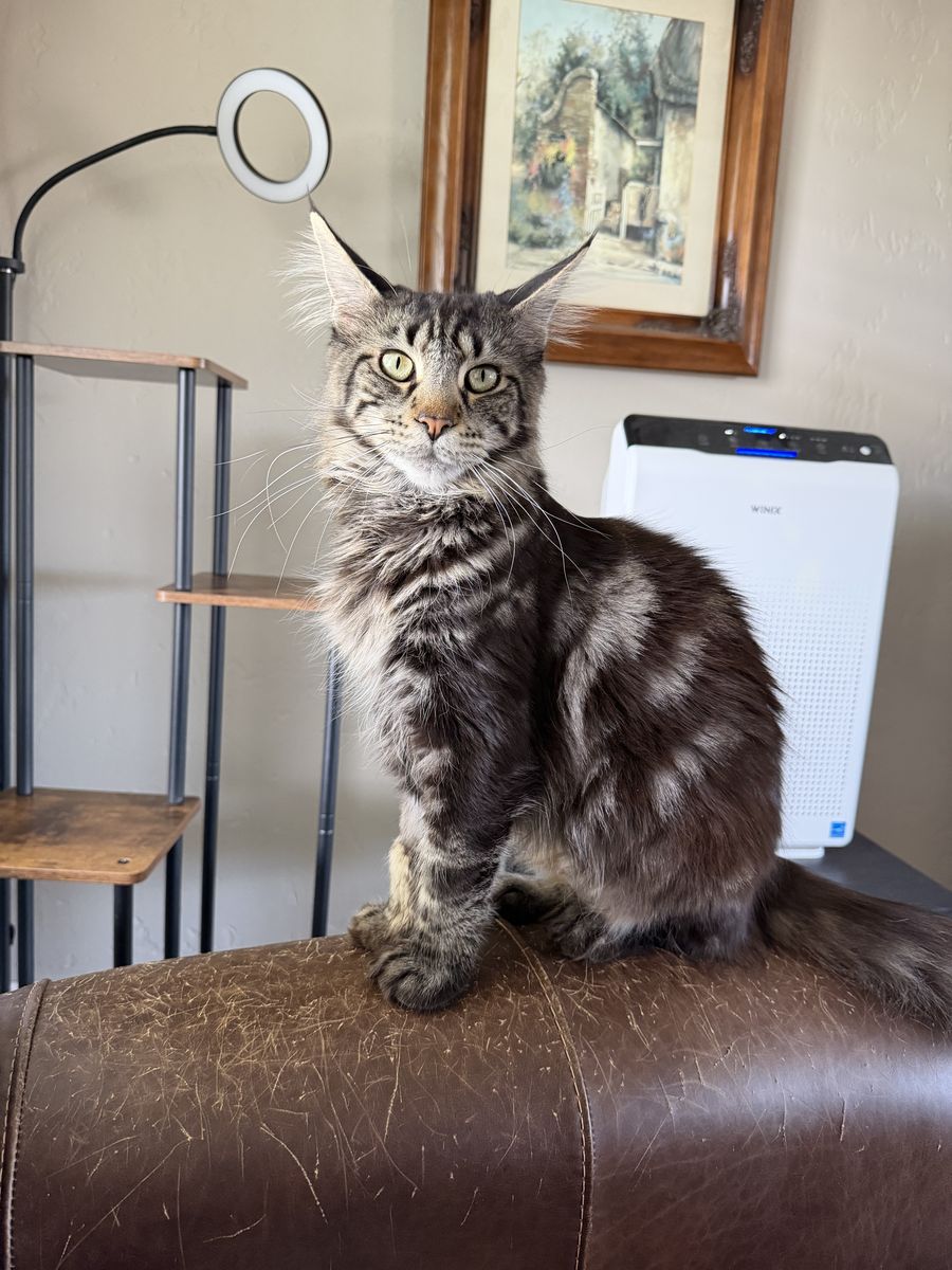 Maine Coon