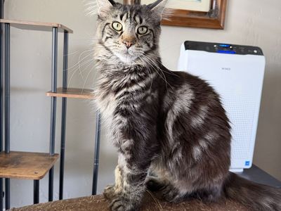 Maine Coon