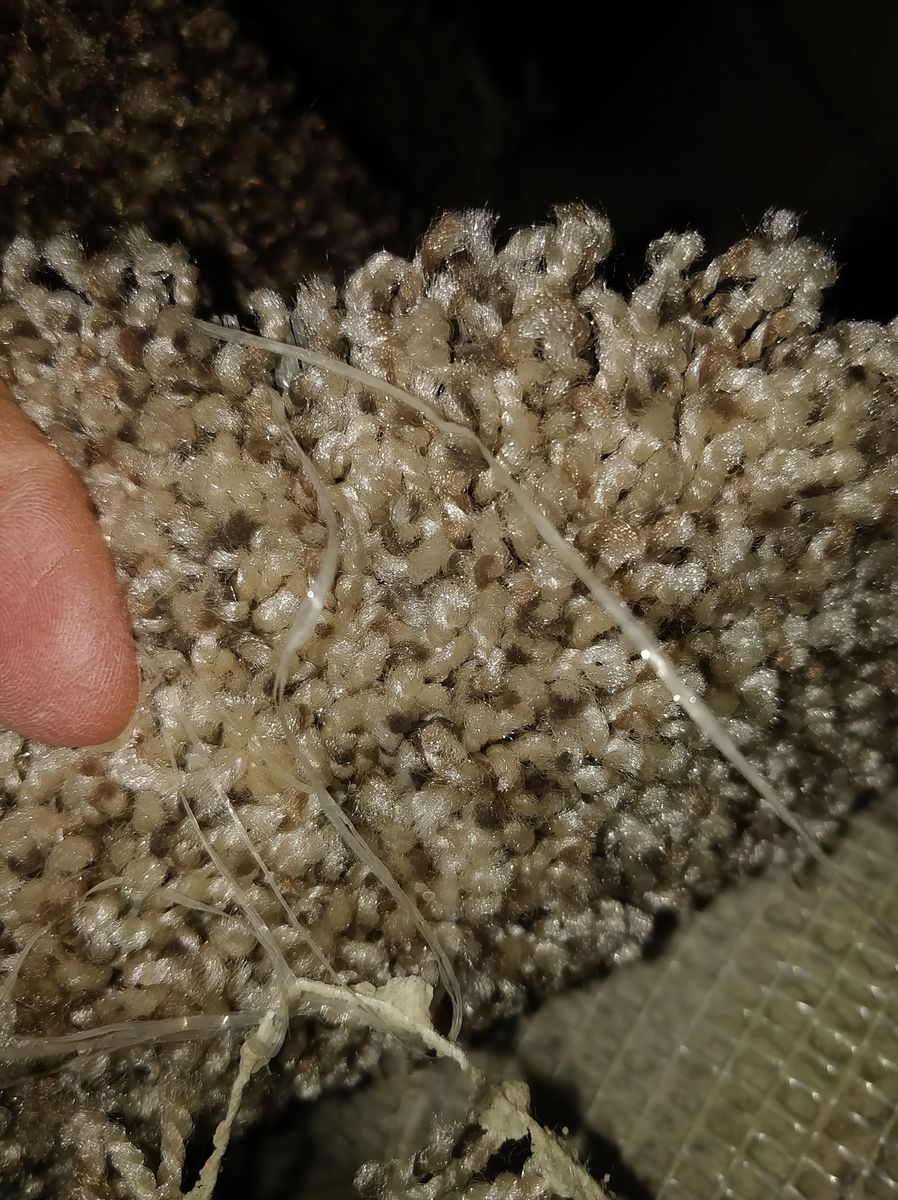 60sf New Carpet Rem only $75