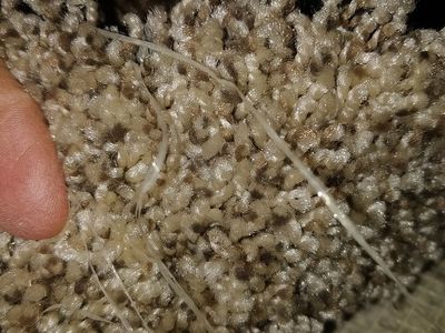 60sf New Carpet Rem only $75