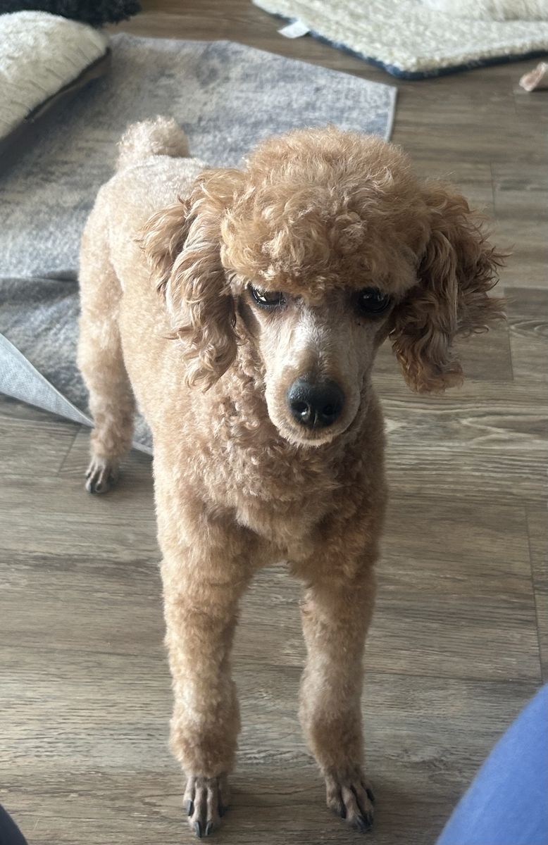 Adorable AKC 100% Clear Mini Poodle At Stud