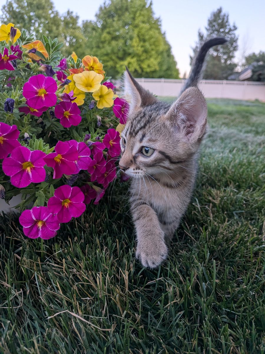 Kittens