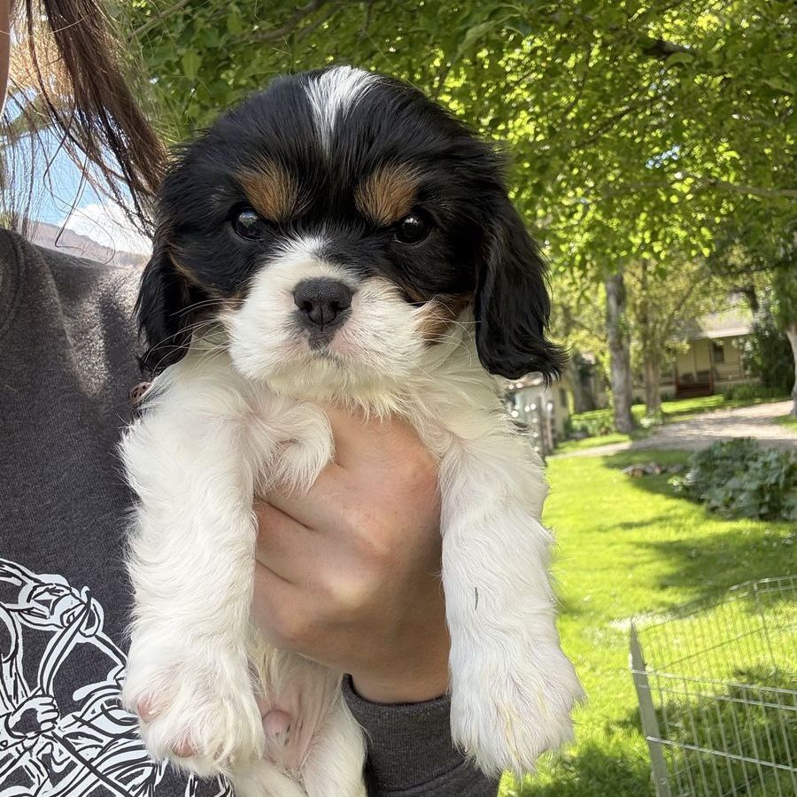 Cavalier, King Charles Spaniel puppies!!