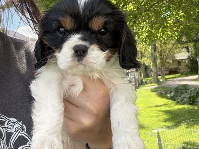 Cavalier, King Charles Spaniel puppies!!