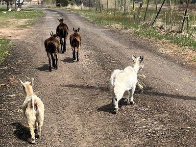 Weed eating goats for sale or rent