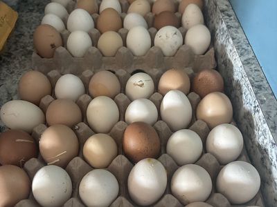 Farm Fresh Eggs