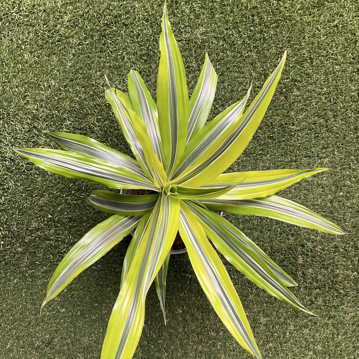 Main image 2