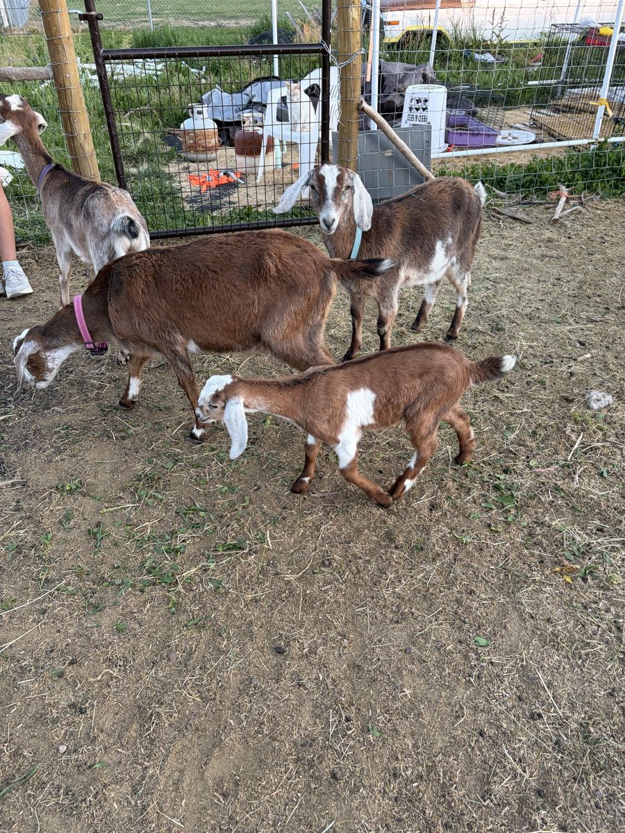 Mini Nubian Goats