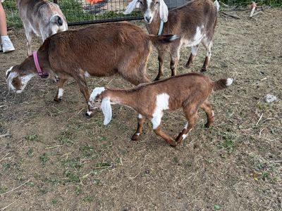 Mini Nubian Goats