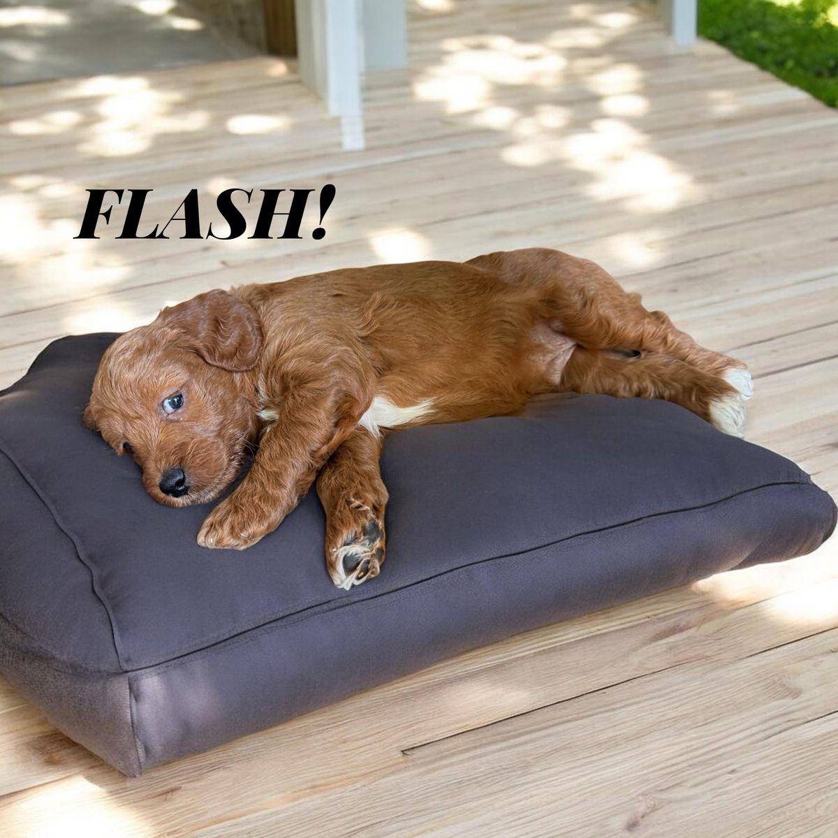 GORGEOUS Mini Goldendoodle Puppy!
