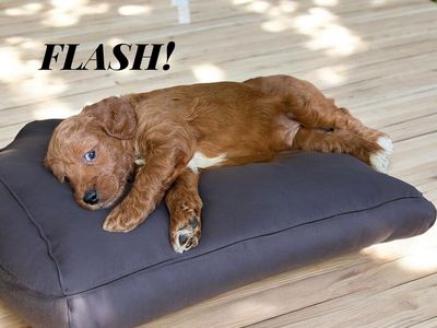 GORGEOUS Mini Goldendoodle Puppy!