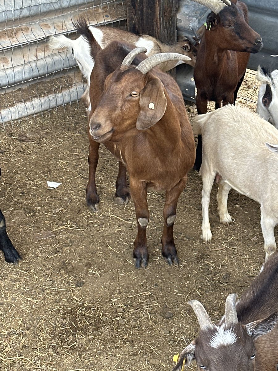 25 Goats Available: Boer, Nigerian Dwarf, Pygmy Mixes - Starting at $100