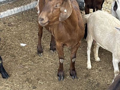 25 Goats Available: Boer, Nigerian Dwarf, Pygmy Mixes - Starting at $100
