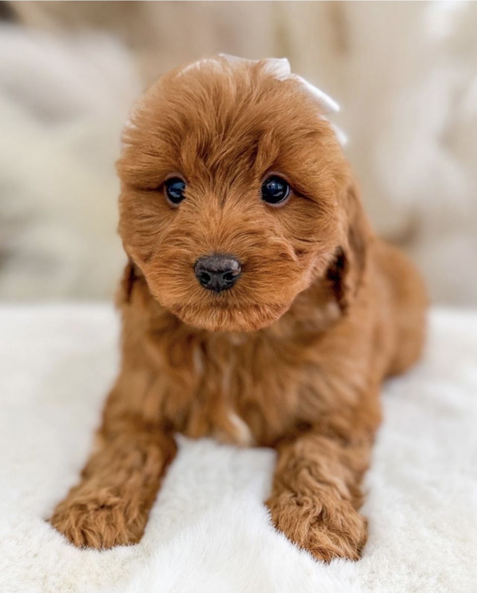 F1 Mini Goldendoodles Ready To Go Home Today