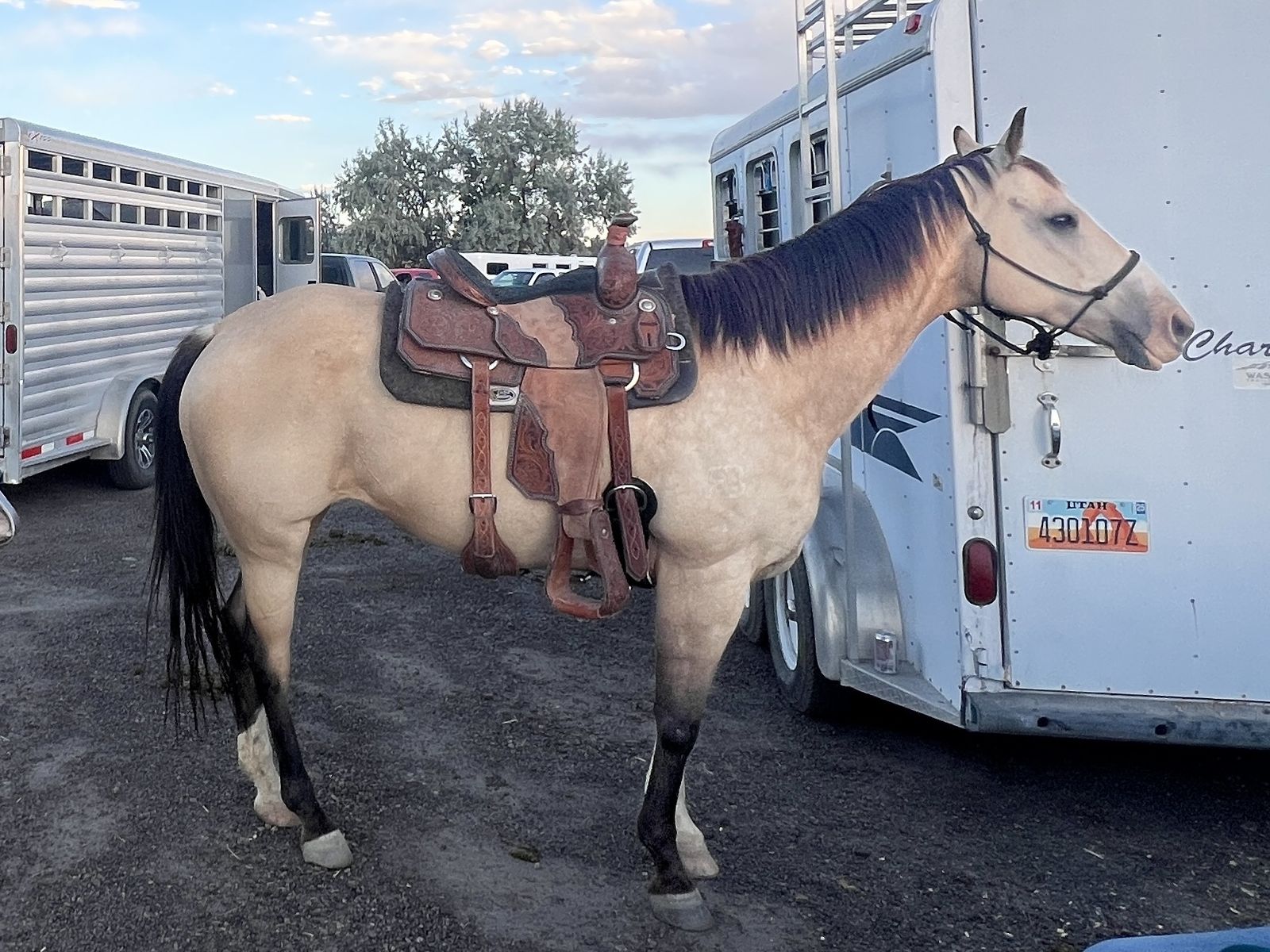 8y/o Buckskin Breakaway, Heel, Rope Quarter Horse