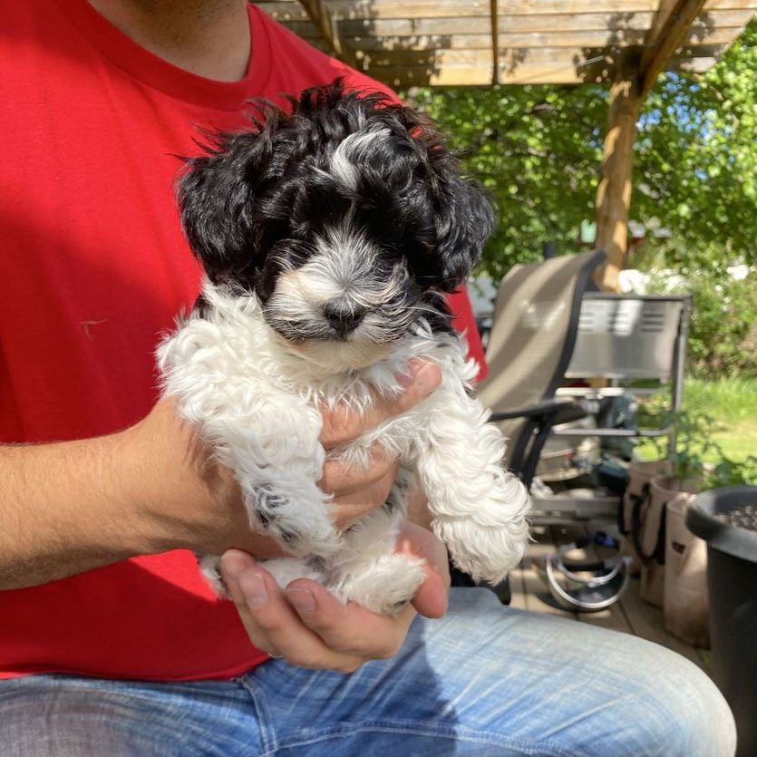 Adorable toy bishpoo Puppy - Playful Black & White Male dog small