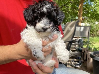 Adorable toy bishpoo Puppy - Playful Black & White Male dog small