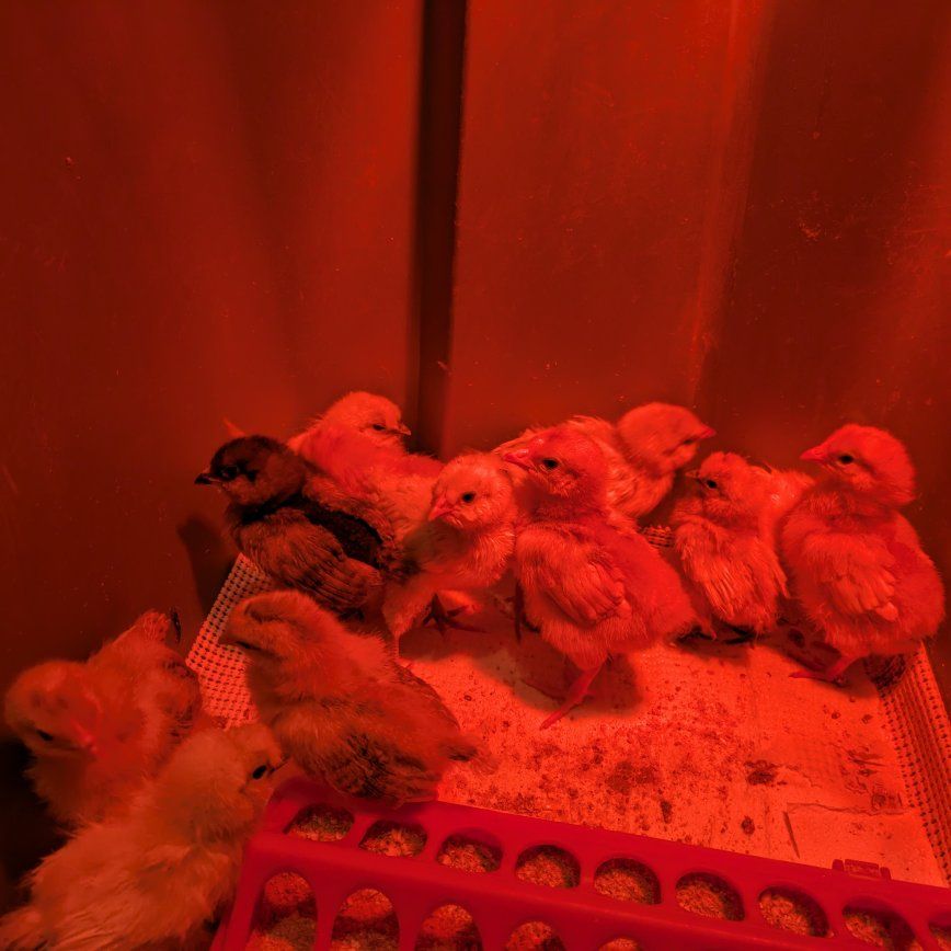 chicks