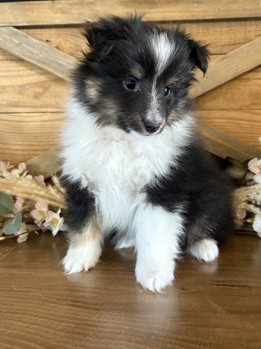 Shetland Sheepdogs aka Shelties