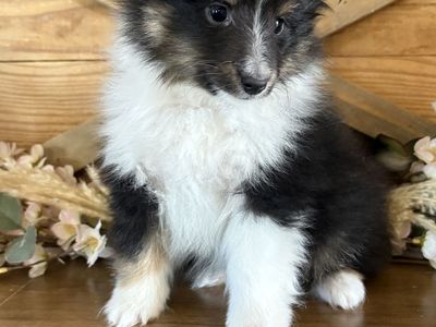 Shetland Sheepdogs aka Shelties