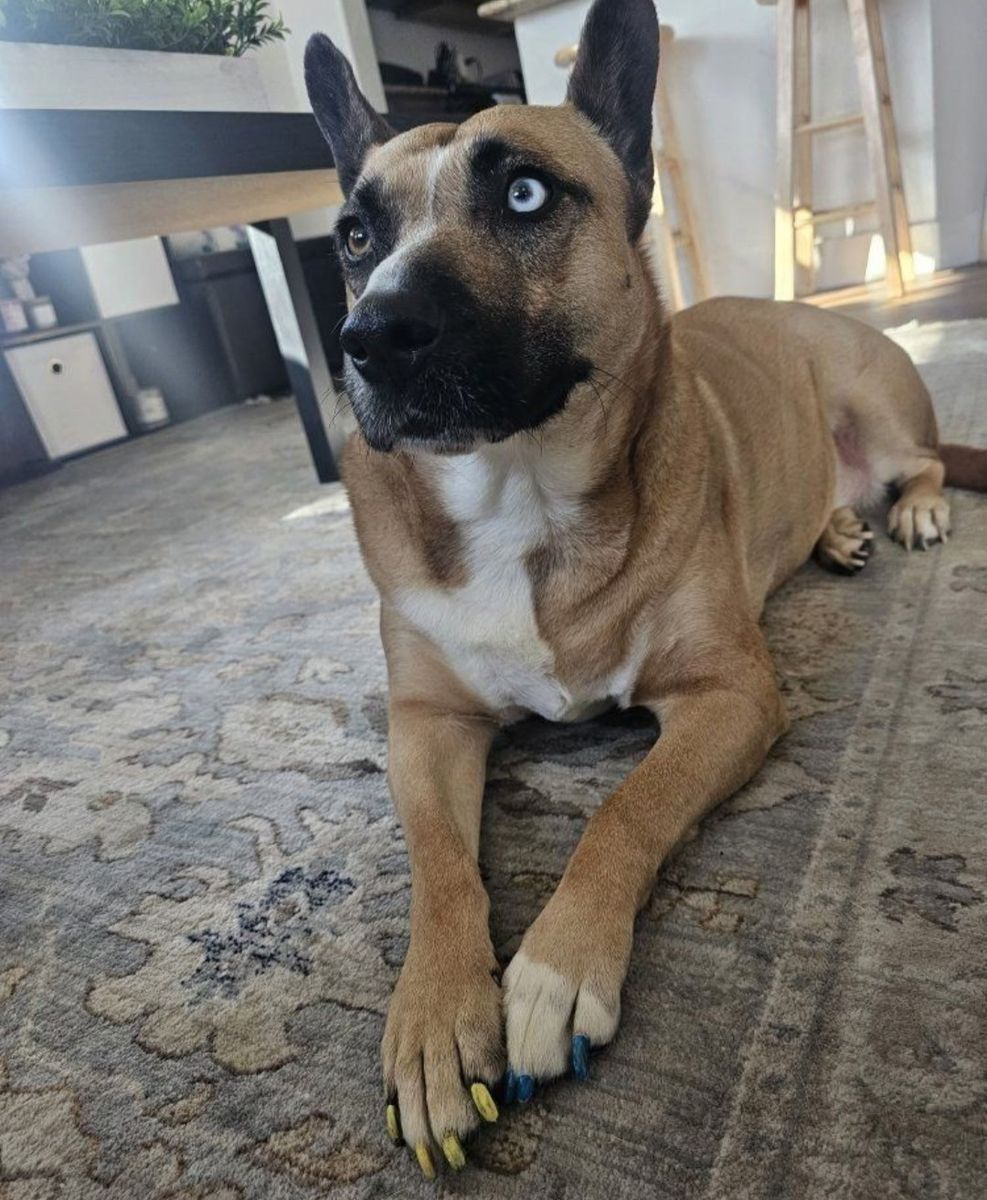 sweet adult dog!