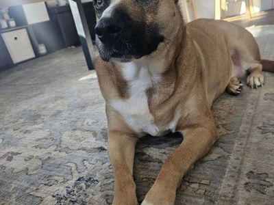 sweet adult dog!