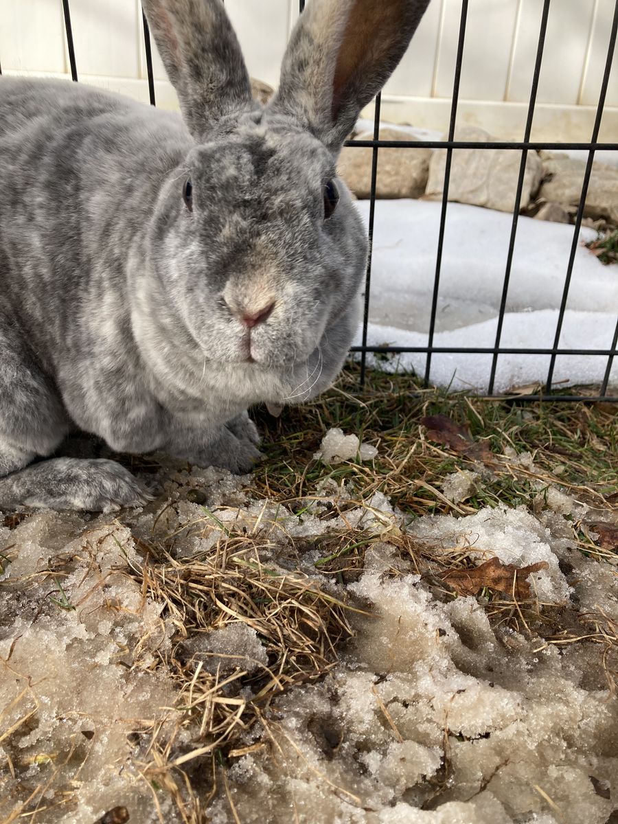 Cute female mini rex