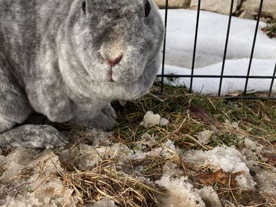 Cute female mini rex