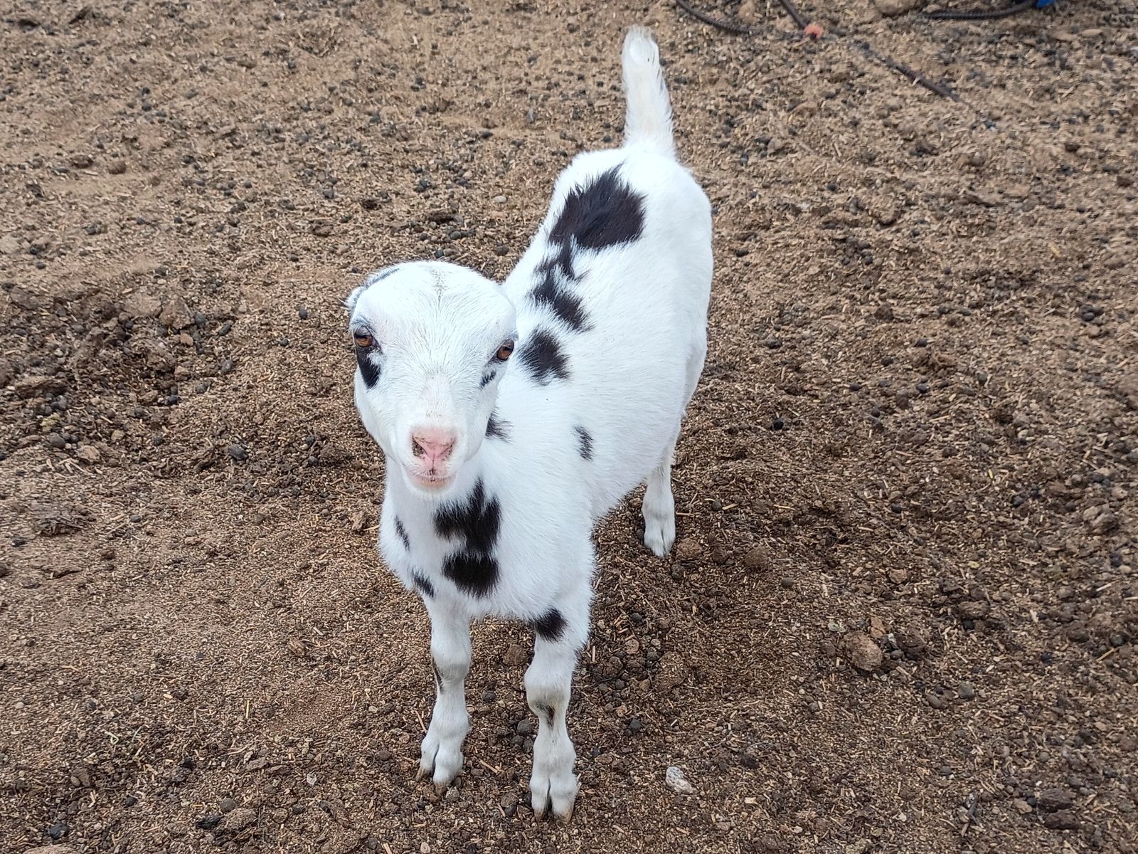 Adorable Mini Lamancha Doeling