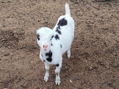 Adorable Mini Lamancha Doeling