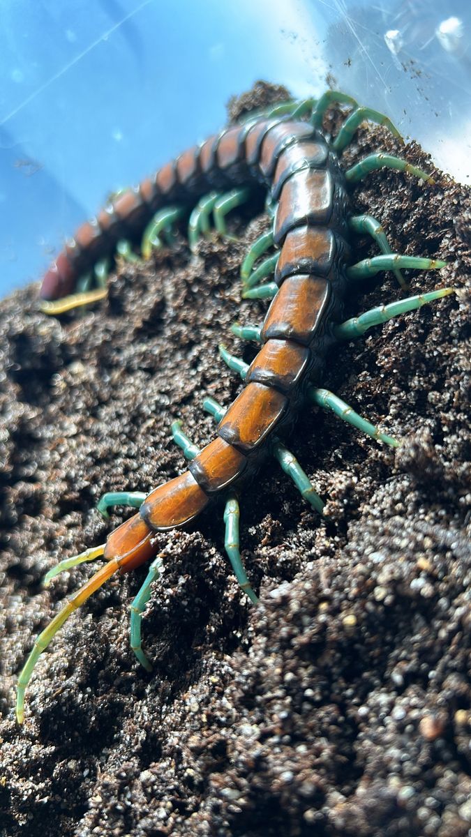 Tarantulas, Scorpions, Centipedes
