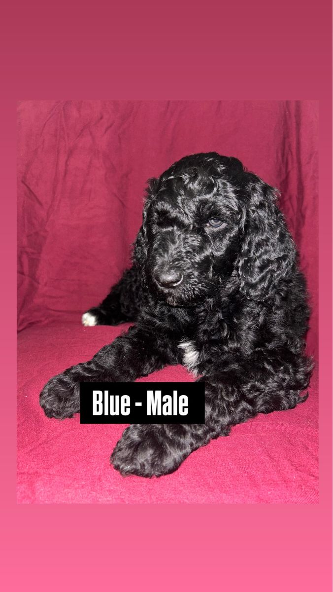 Standard Poodle Puppies