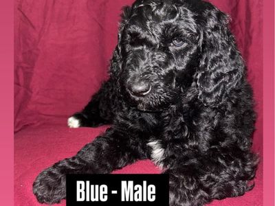 Standard Poodle Puppies
