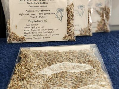 Blue Cornflower Bachelor Button 150-250 Seeds
