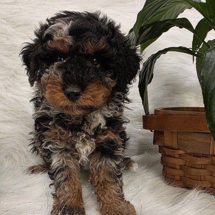 AKC Toy Poodles excellent for Bernedoodle & Doodle