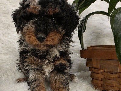 AKC Toy Poodles excellent for Bernedoodle & Doodle