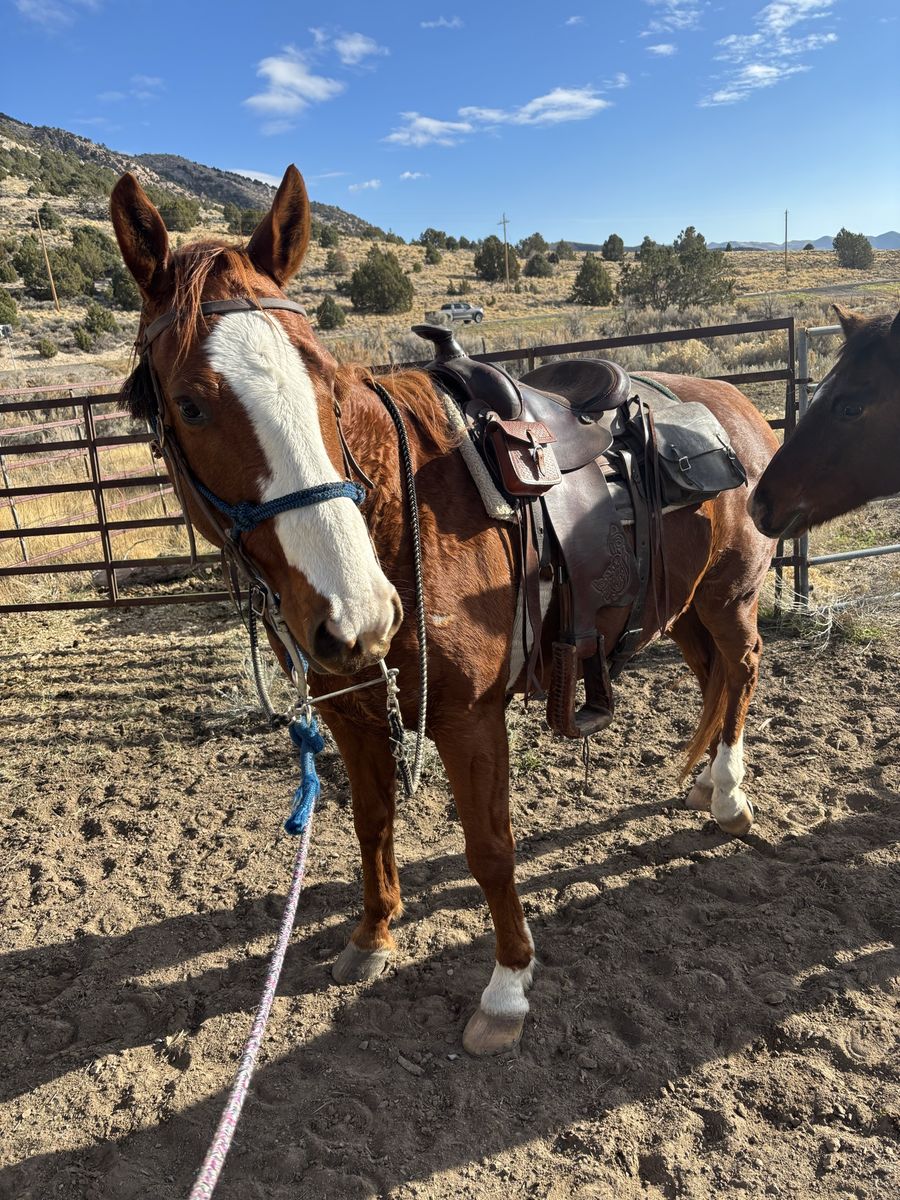 13 year old grade gelding