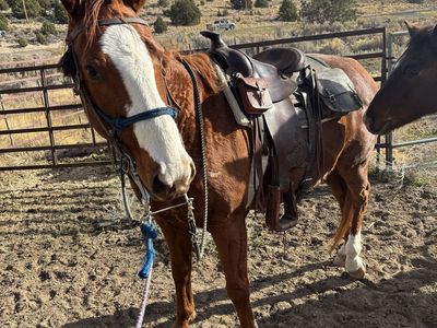 13 year old grade gelding