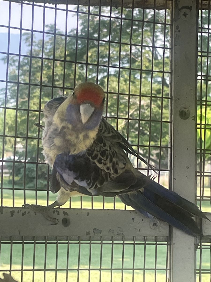 Yellow crimson rosella