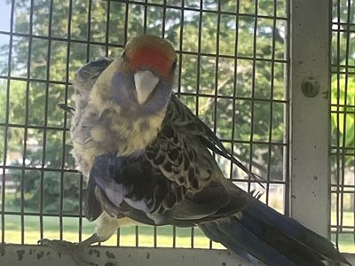 Yellow crimson rosella