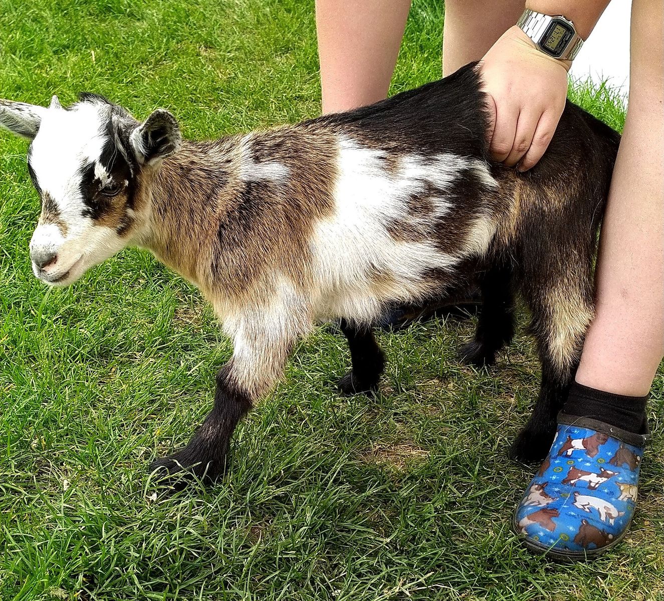 Nigerian Dwarf Female Kid
