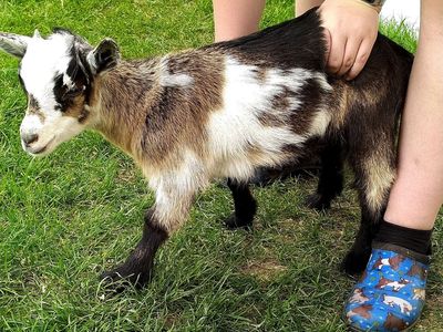 Nigerian Dwarf Female Kid