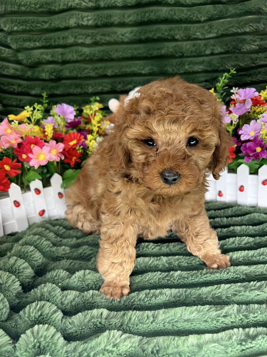 Red Miniature Poodles AKC