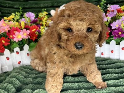Red Miniature Poodles AKC
