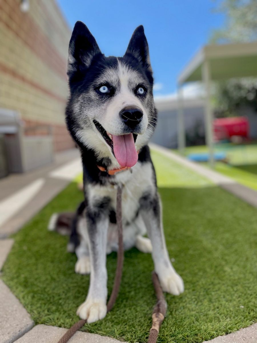 A156372 Aluna is Available for Adoption!