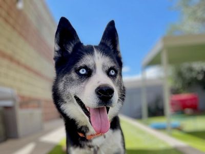 A156372 Aluna is Available for Adoption!