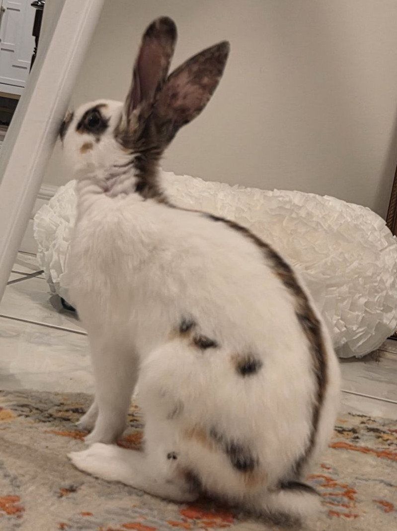 Endangered Rhinelander Bunny Rabbit