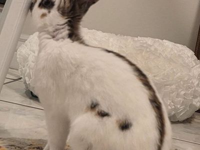 Endangered Rhinelander Bunny Rabbit