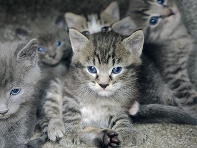 Kittens