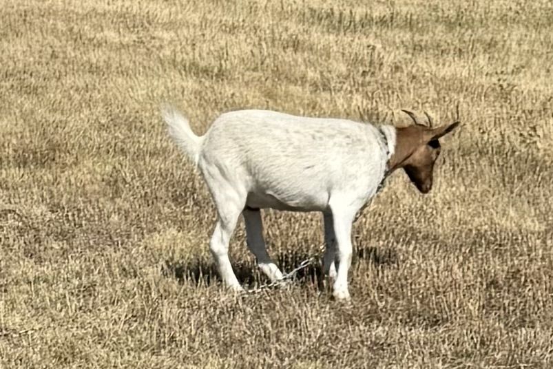 Three year old Nigerian dwarf mix